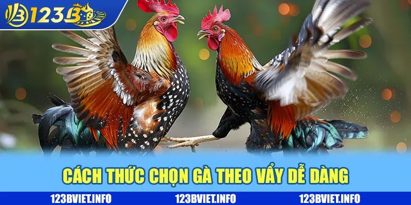 Kinh nghiệm chọn gà đá thi đấu dễ dàng mang về thưởng khủng 2 Cách thức chọn gà theo vẩy dễ dàng