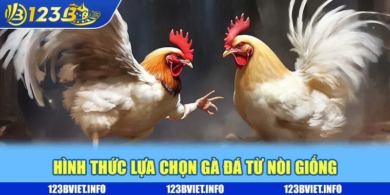 Kinh nghiệm chọn gà đá thi đấu dễ dàng mang về thưởng khủng 1 Hình thức lựa chọn gà đá từ nòi giống